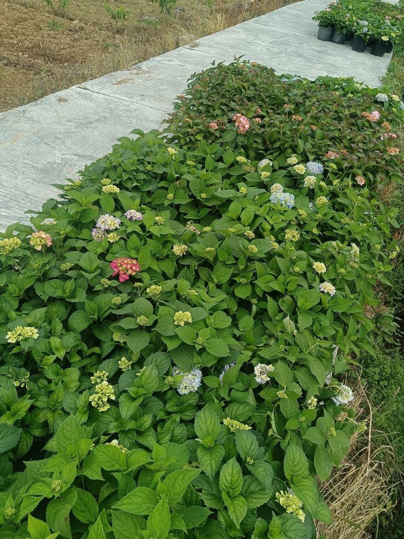 无尽夏绣球5加仑