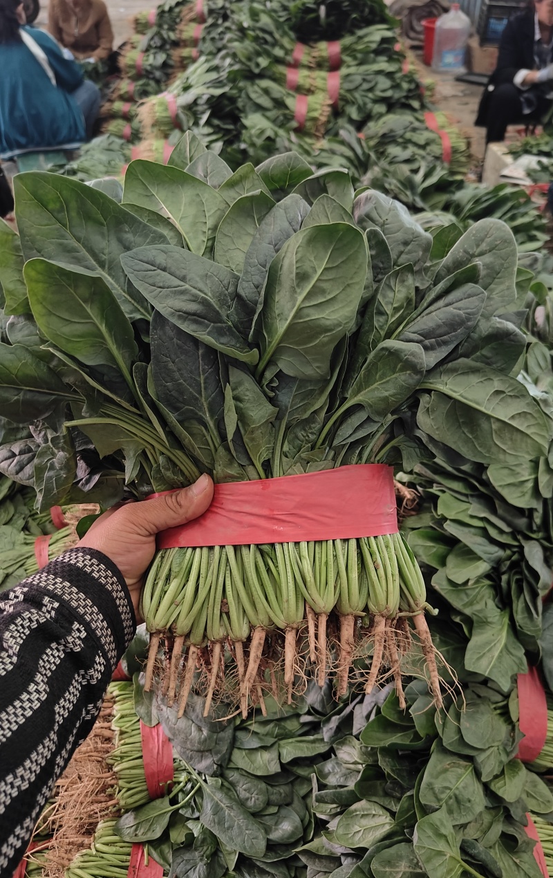 菠菜河北邯郸产地大叶菠菜大量有货可发全国支持电商加工场