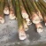 竹笋