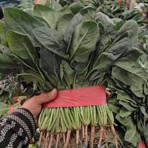 菠菜河北邯郸产地大叶菠菜大量有货可发全国支持电商加工场