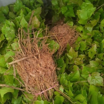 枫香芽苗木荷芽苗杜英芽苗檫木芽苗
