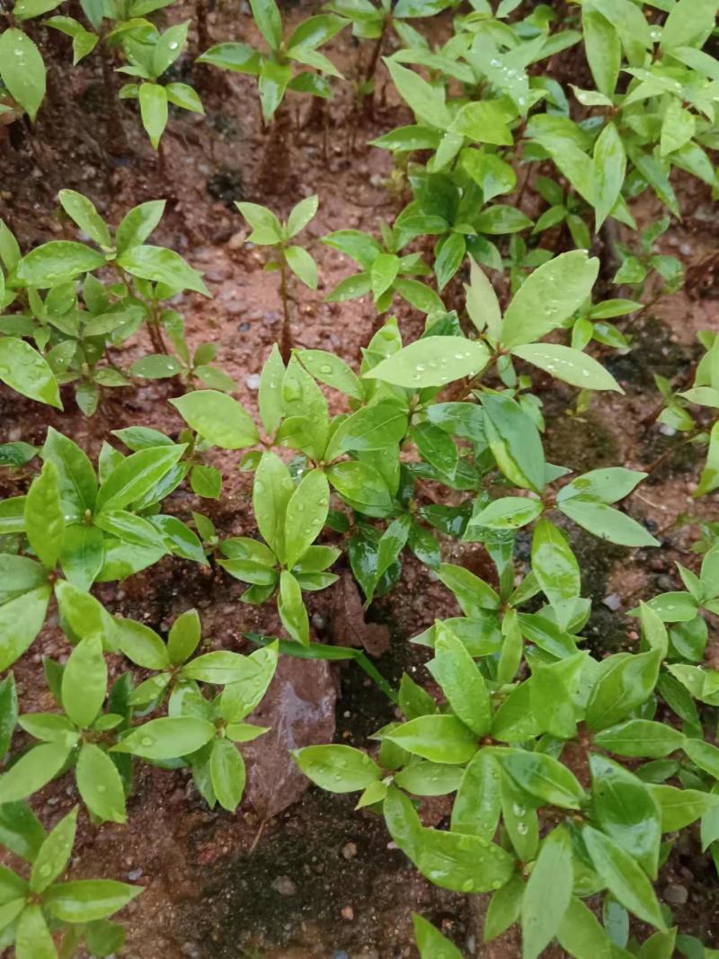 枫香芽苗木荷芽苗杜英芽苗檫木芽苗