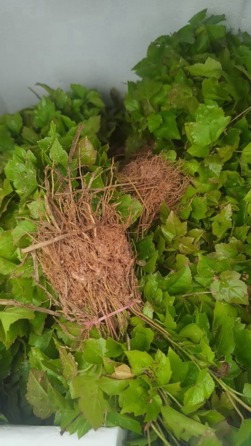 枫香芽苗木荷芽苗杜英芽苗檫木芽苗