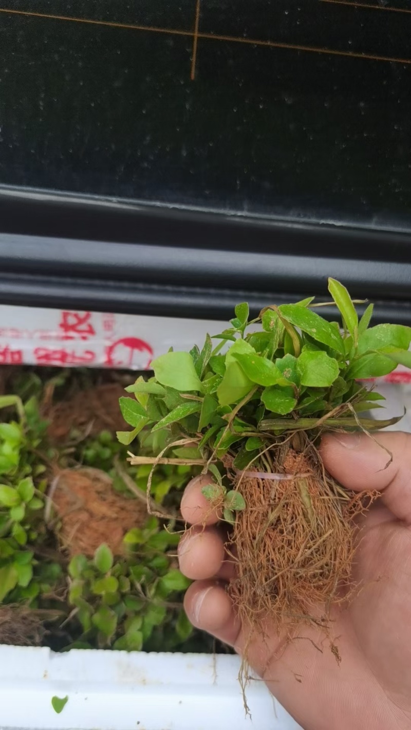 枫香芽苗木荷芽苗杜英芽苗檫木芽苗