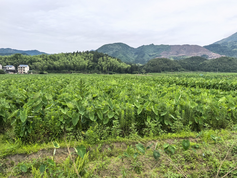 福建南平槟榔芋