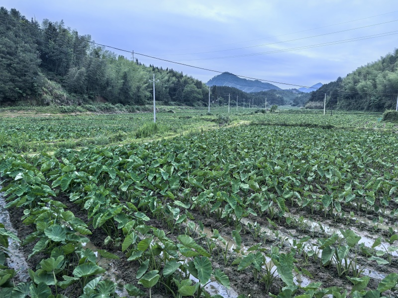 福建南平槟榔芋