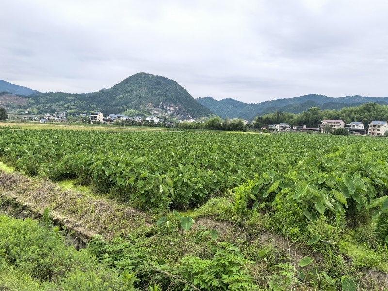 福建南平槟榔芋