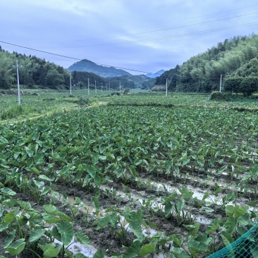 福建南平槟榔芋