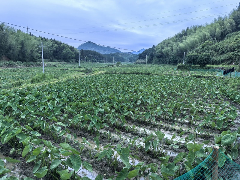 福建南平槟榔芋