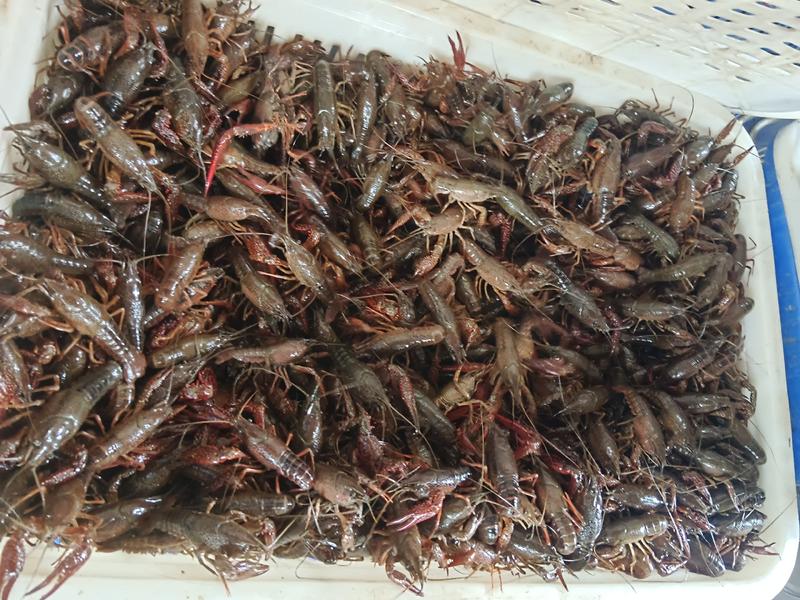 湖南省岳阳市君山区小龙虾养殖基地直供，诚信经营，发货快。
