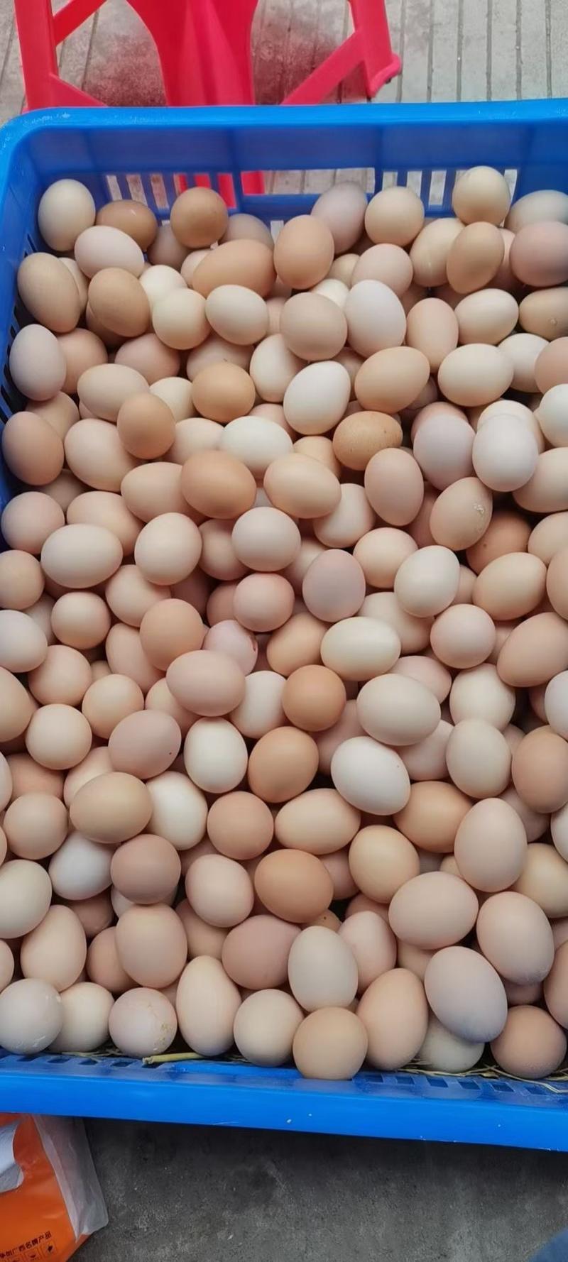 精品鸡蛋土鸡蛋粉壳绿壳红壳白壳一手货源厂地直发质量保证