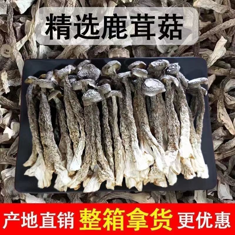 鹿茸菌新货鹿茸菇无硫新鲜香菇干货云南特产鹿茸菇可批发煲汤