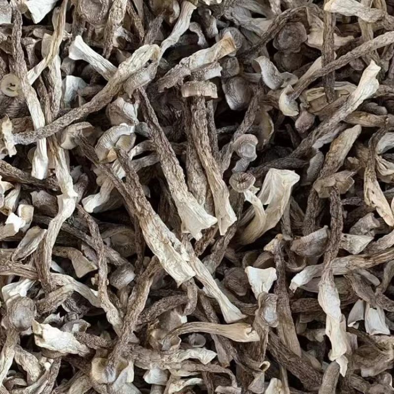鹿茸菌新货鹿茸菇无硫新鲜香菇干货云南特产鹿茸菇可批发煲汤