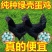 青脚麻鸡苗九斤红包防疫包运输包成活!