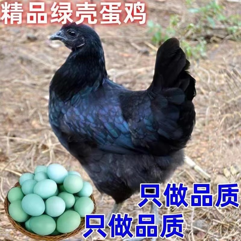 青脚麻鸡苗九斤红包防疫包运输包成活！