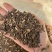 寄生桑寄生广寄生过筛货现货一手货源实拍
