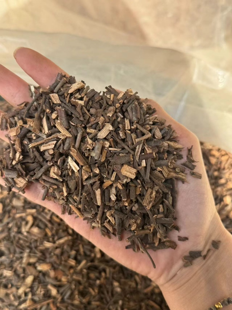 寄生桑寄生广寄生过筛货现货一手货源实拍