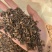 寄生桑寄生广寄生过筛货现货一手货源实拍