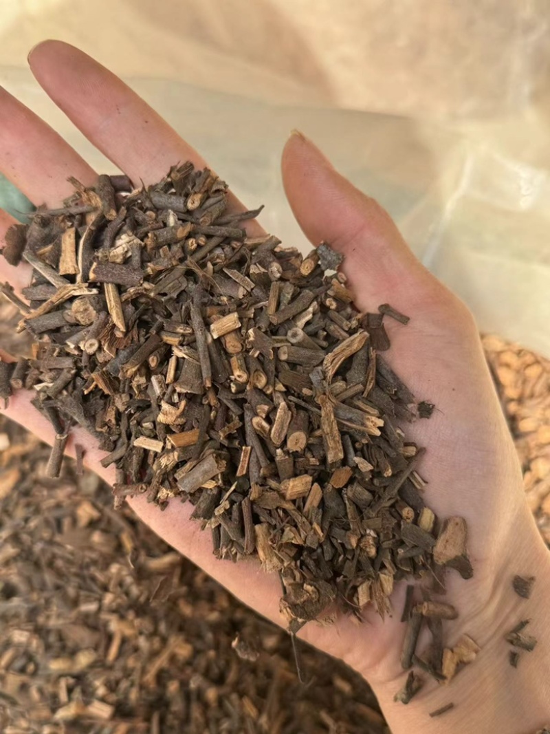 寄生桑寄生广寄生过筛货现货一手货源实拍
