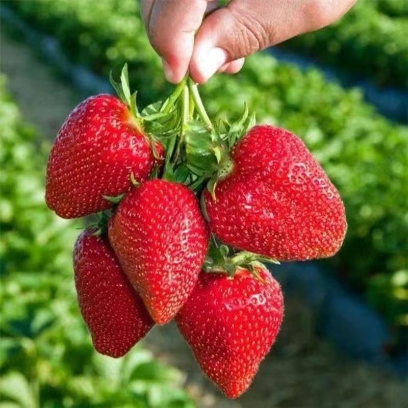 出口外贸草莓