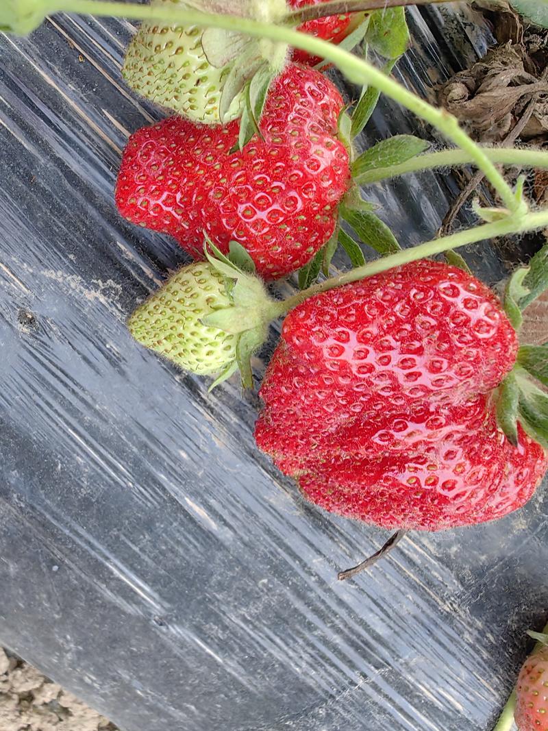 出口外贸草莓