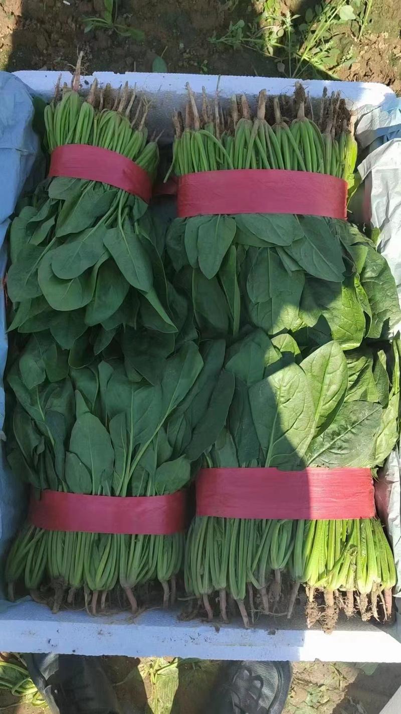 精品小菠菜一年四季供货中大量有现货圆叶菠菜
