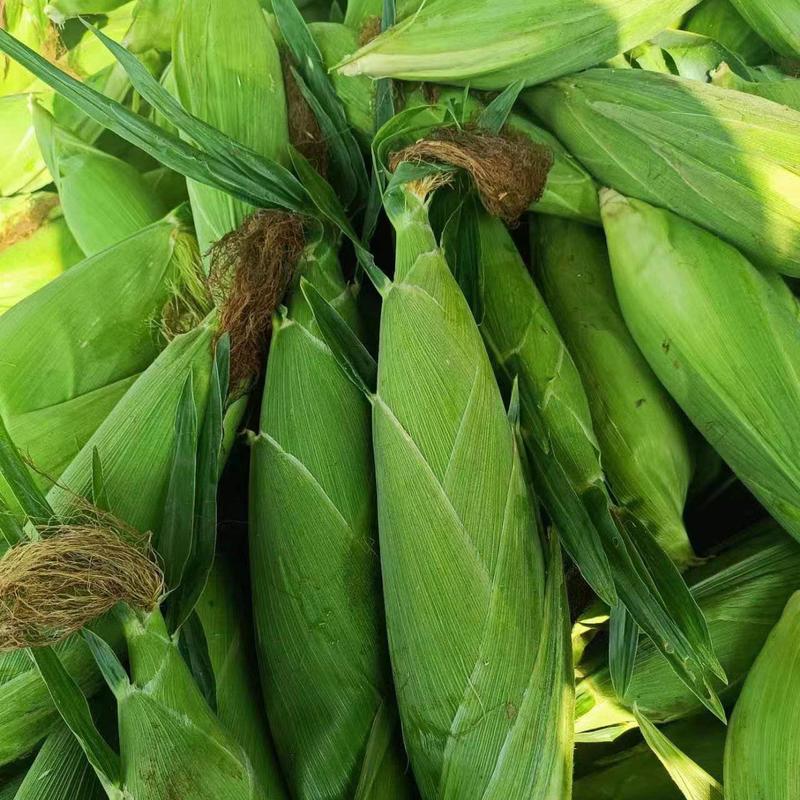 广西南宁横县甜玉米大量上市，欢迎全国各地老板来产地考察
