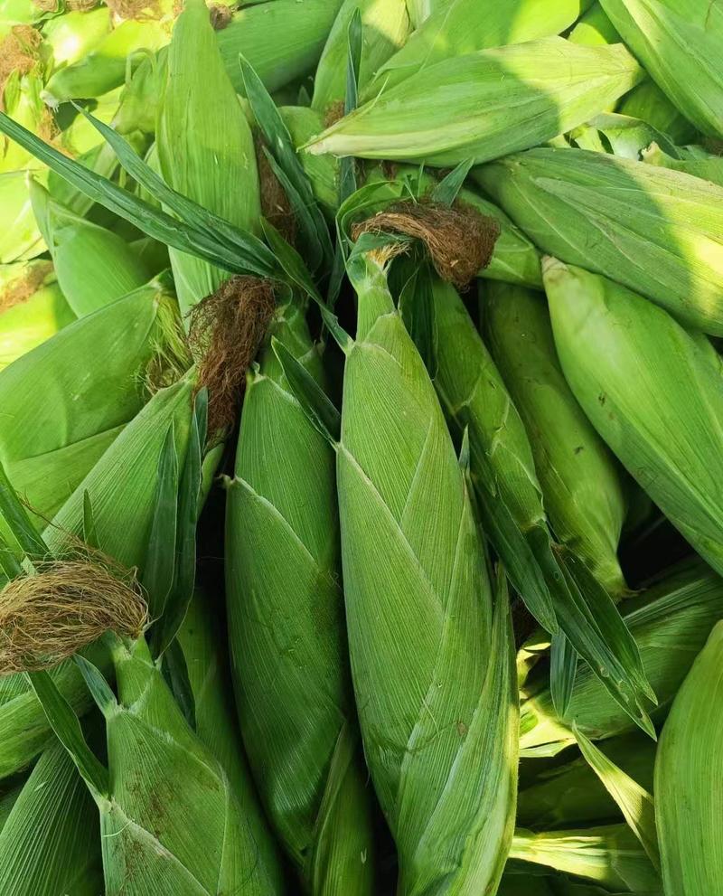 广西南宁横县甜玉米大量上市，欢迎全国各地老板来产地考察