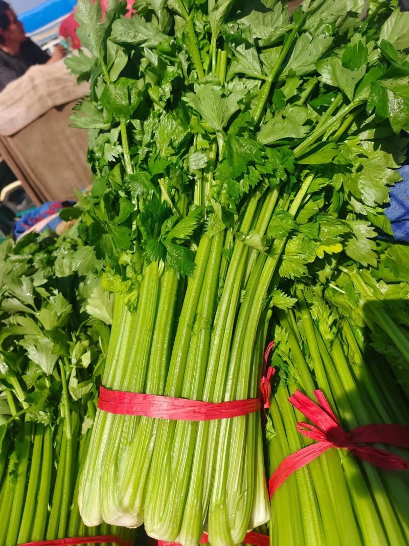 精品河北芹菜西芹大量有货，供应全国各地批发市场及商超