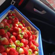 夏季草莓，一件，价格实惠