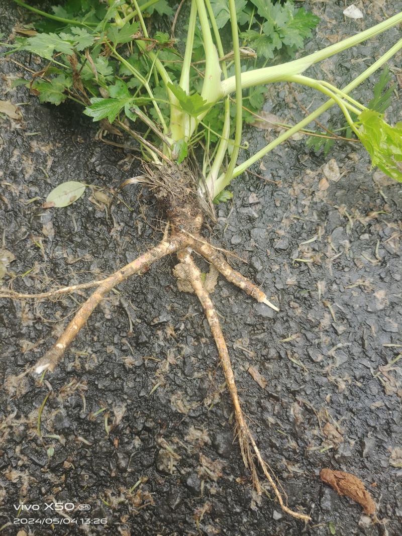 贵州野生前胡。干货