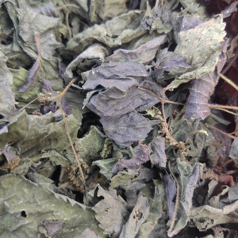 紫苏叶自产自销纯净无杂质随时满足您的需求