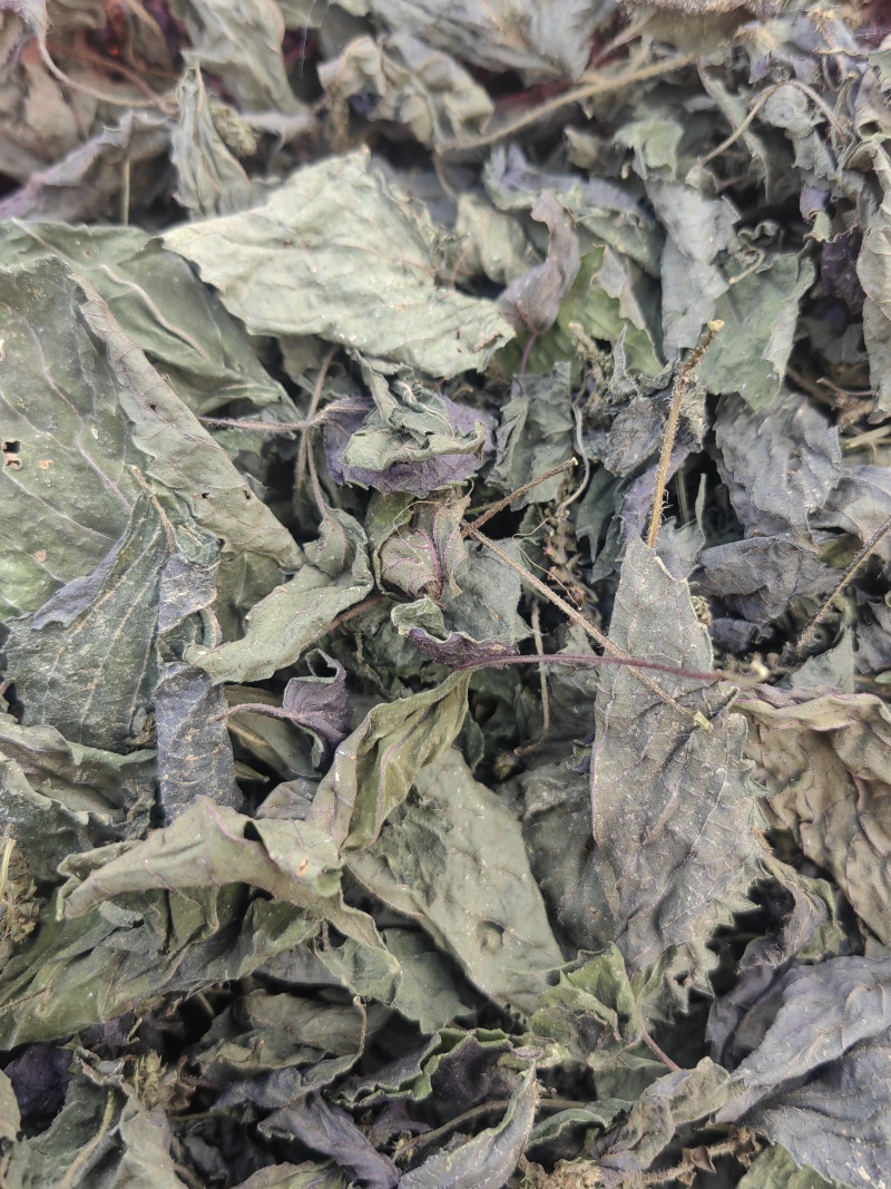 紫苏叶自产自销纯净无杂质随时满足您的需求