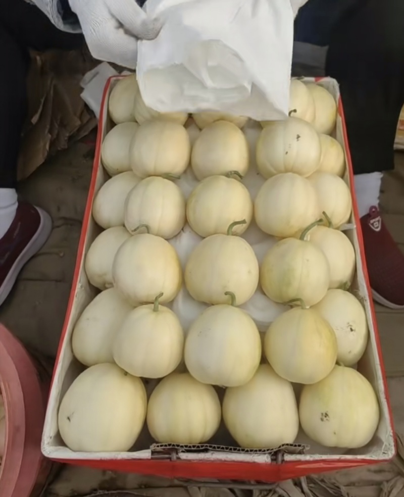 辽宁省凌海市香瓜上市啦