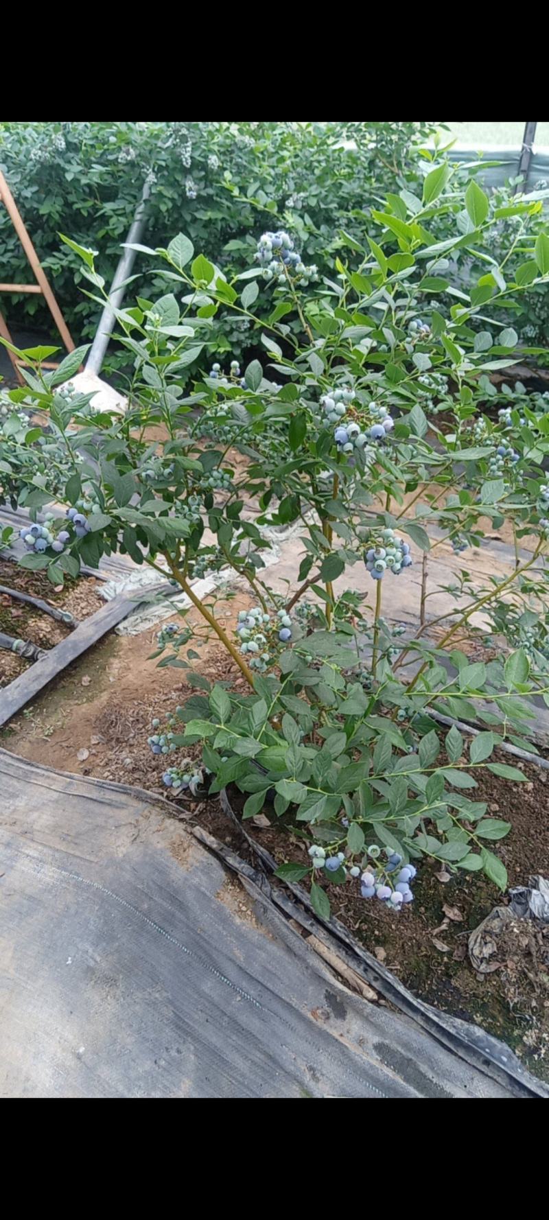 山东潍坊临朐精品妙享蓝莓产地直发，价格不高，欢迎您的莅临