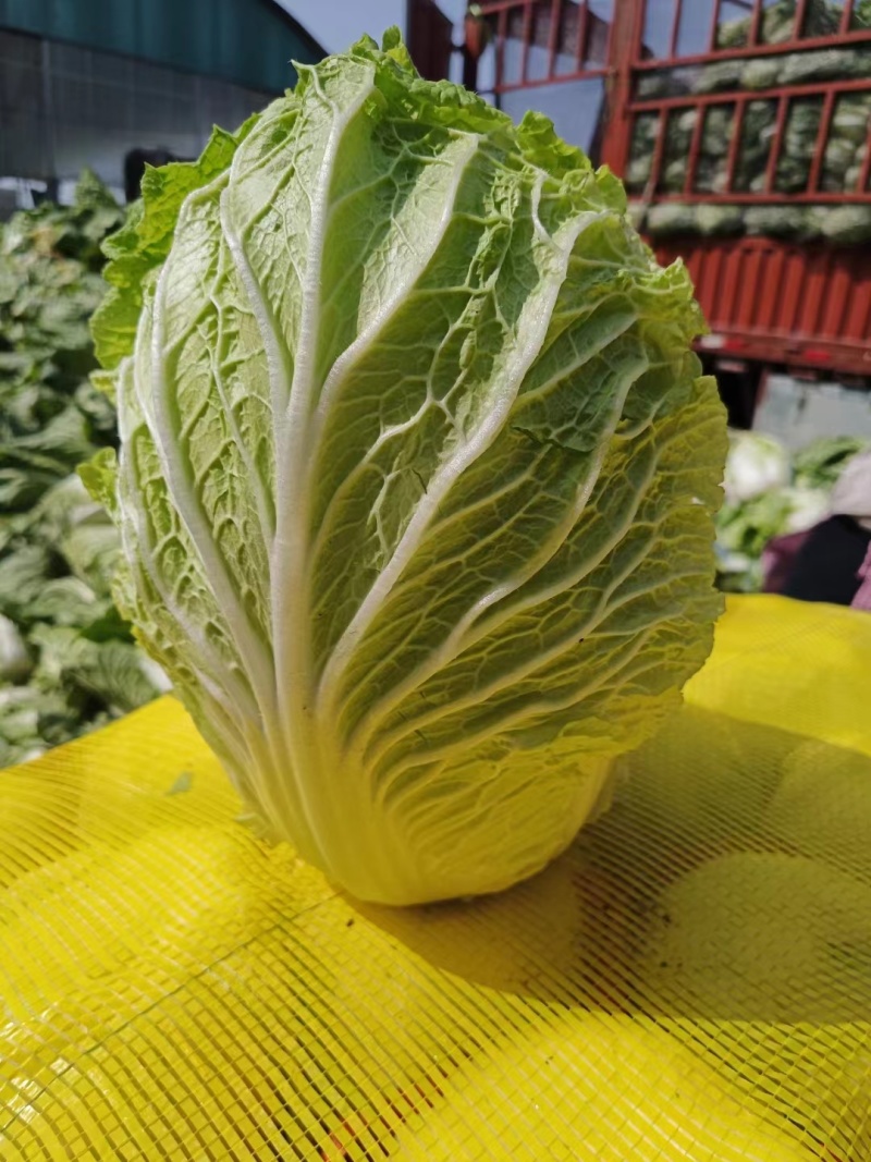 河北精品黄心大白菜，产地直发，价格优惠，对接超市商超