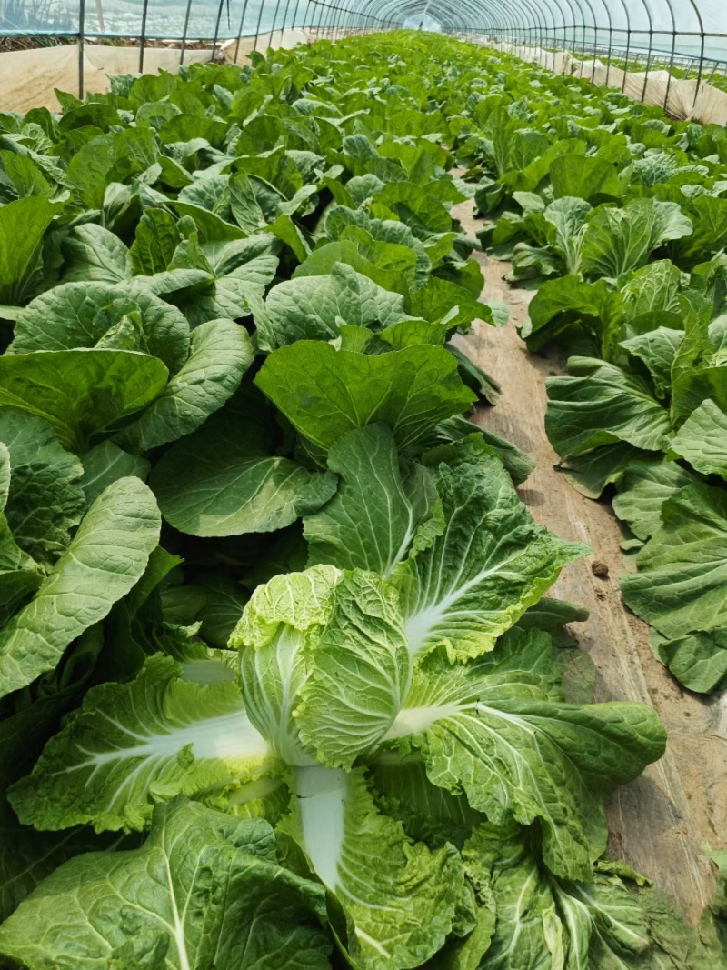 河北精品黄心大白菜，产地直发，价格优惠，对接超市商超