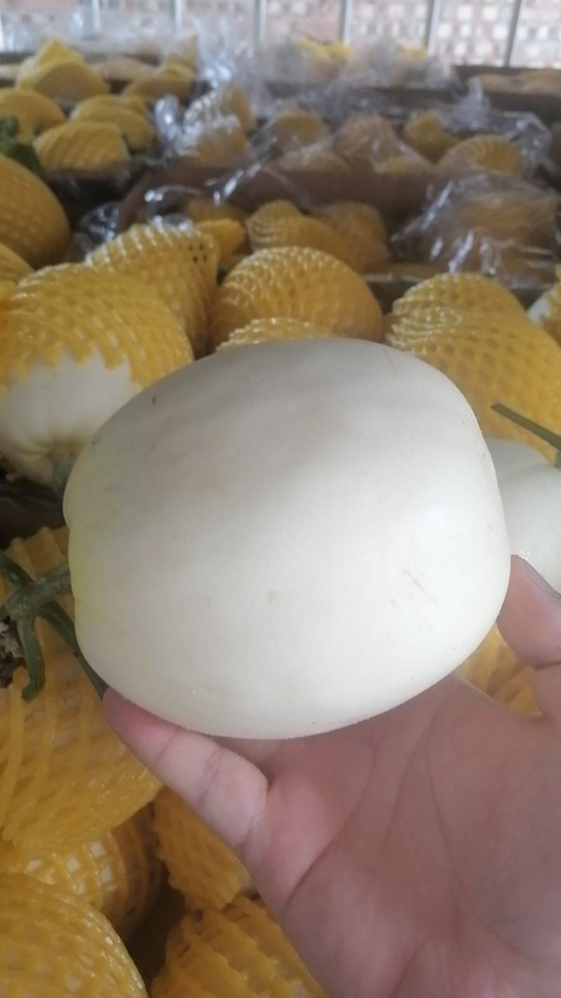 白皮，博洋九