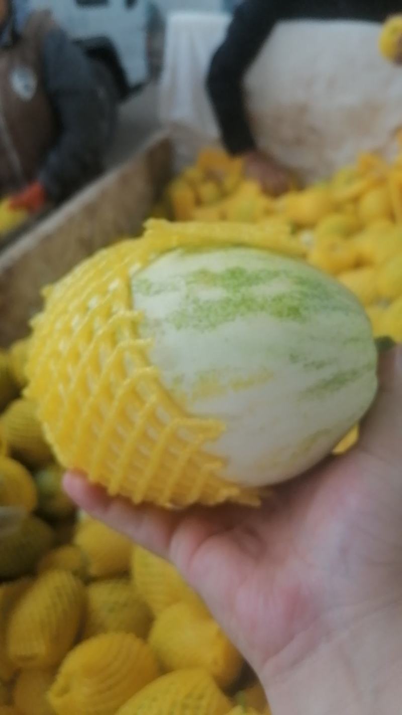 白皮，博洋九