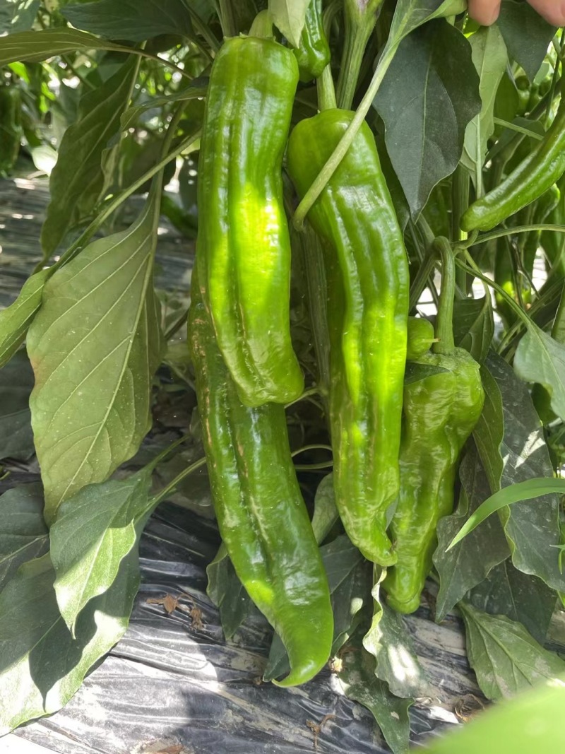 精品鲜辣椒，规格齐全，支持各种包装，质量保证，欢迎咨询