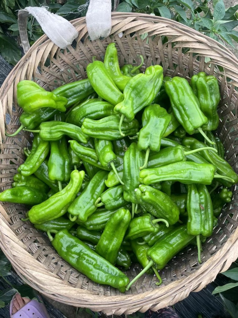 精品鲜辣椒，规格齐全，支持各种包装，质量保证，欢迎咨询