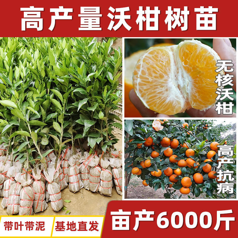 广西武鸣091无核沃柑橘子树苗南北方种植籽桔盆嫁接水果正