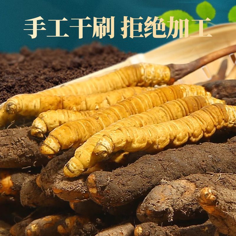 正品虫草产地直发长期供货新鲜采摘优质品质