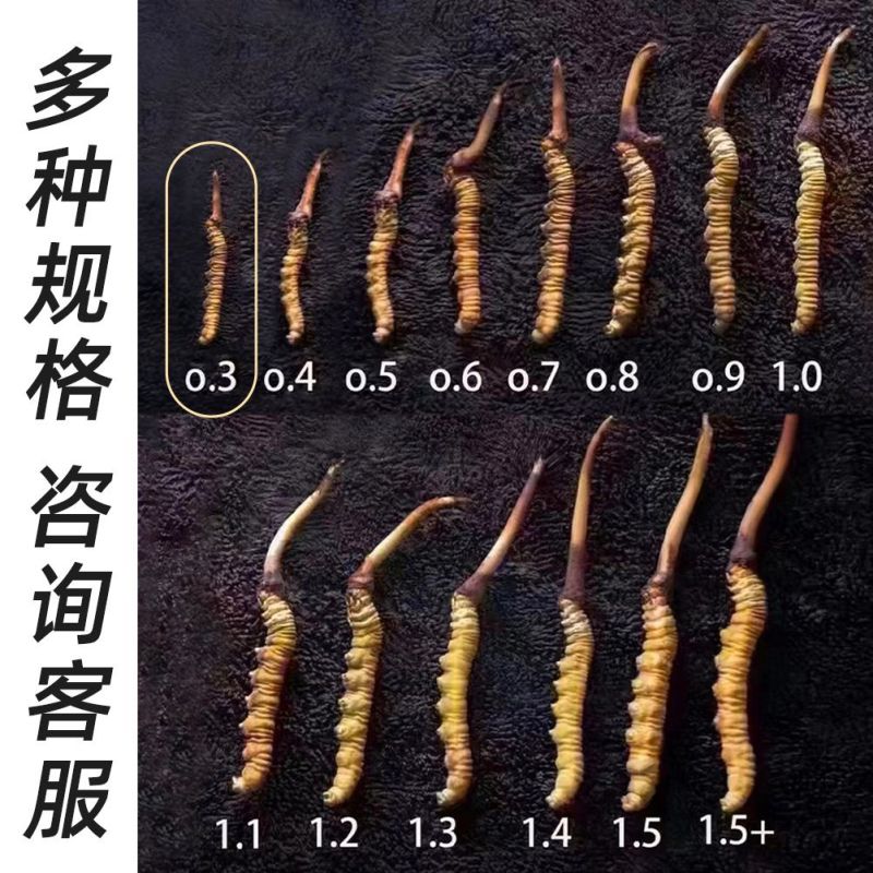 正品虫草产地直发长期供货新鲜采摘优质品质