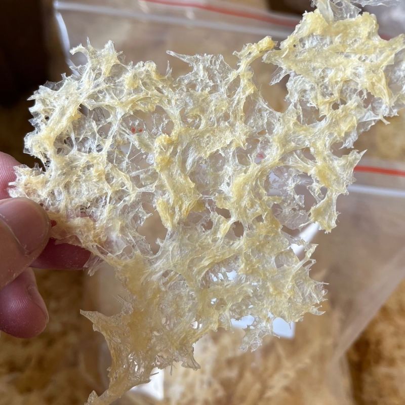 本草银耳免煮免泡金丝草无糖规格齐全可一件代发量大从优