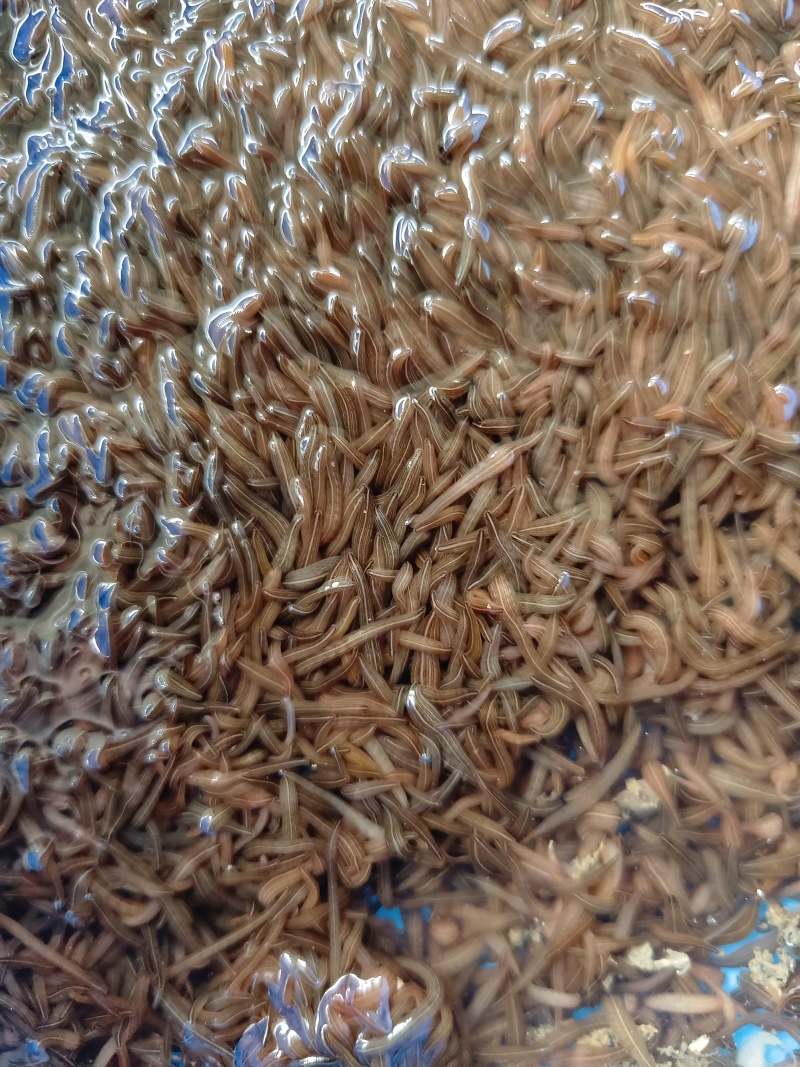 特种养殖，宽体金线蛭，蚂蟥，苏南特大种苗，幼苗