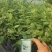 大果11蓝莓苗组培品种保真质量保证基地常年大量现货