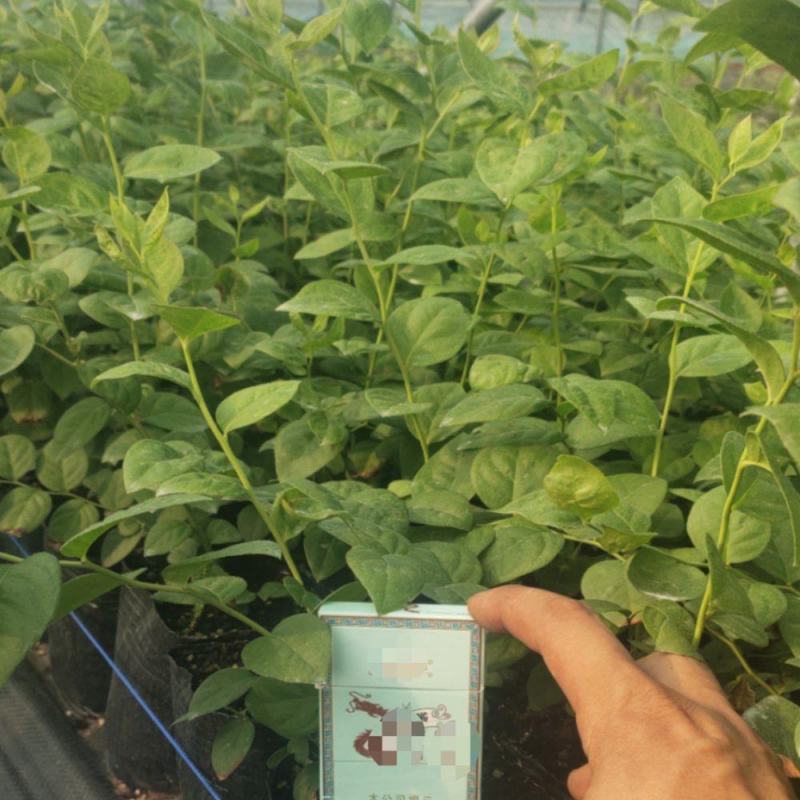 大果11蓝莓苗组培品种保真质量保证基地常年大量现货