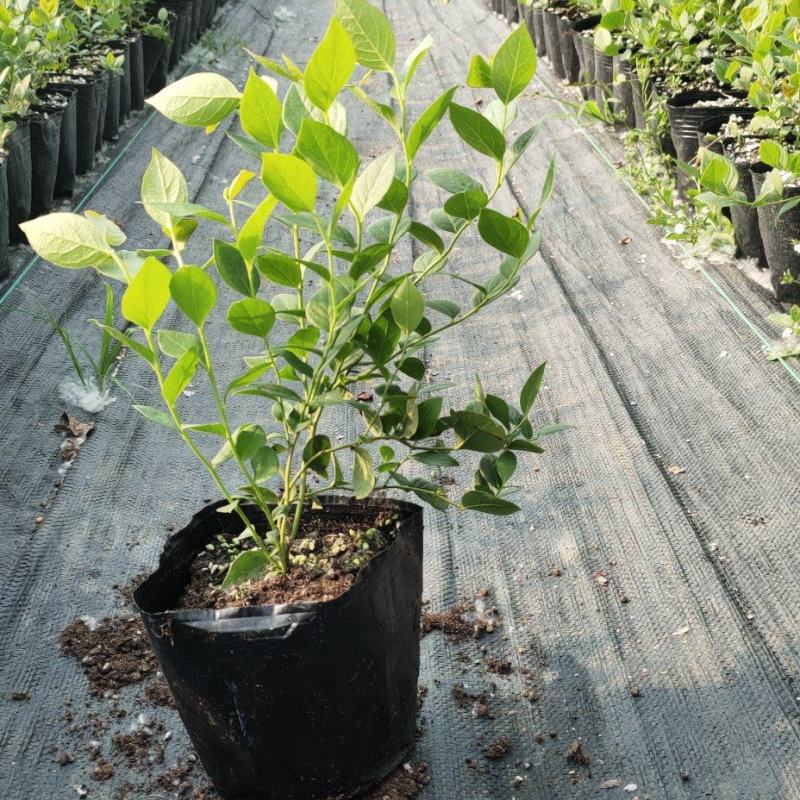 大果11蓝莓苗组培品种保真质量保证基地常年大量现货