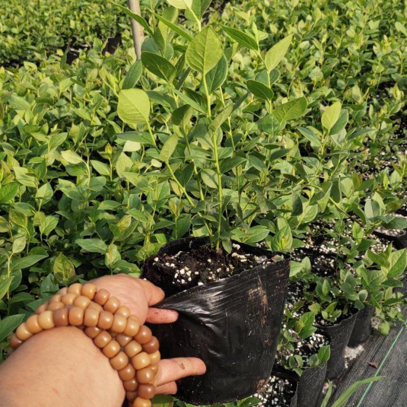 大果11蓝莓苗组培品种保真质量保证基地常年大量现货